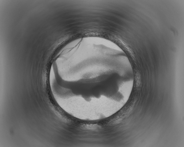 X0000111210637200908121133