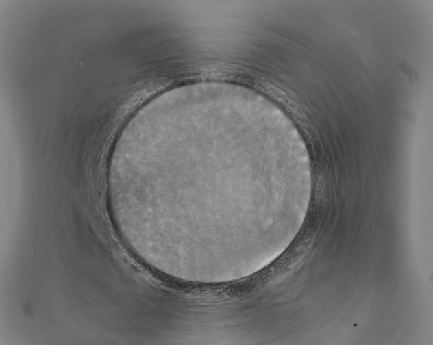 X0000111210673200908121133