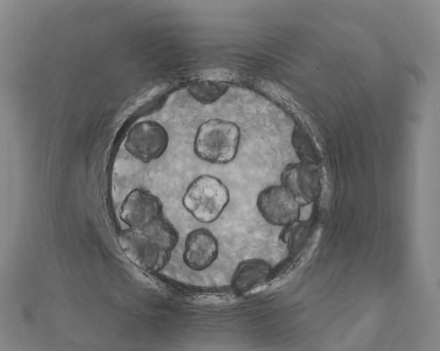 X0000111210721200908121131