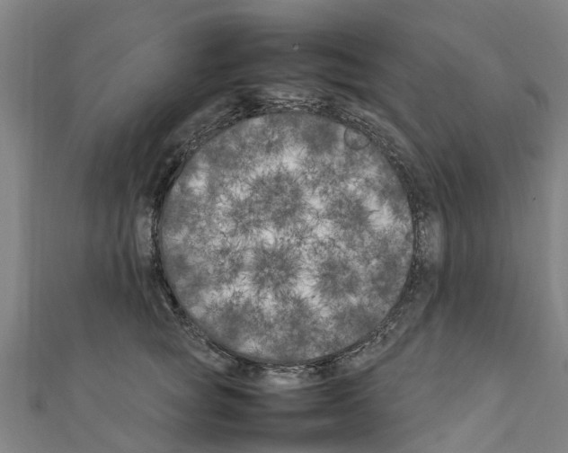 X0000111210757200908121132