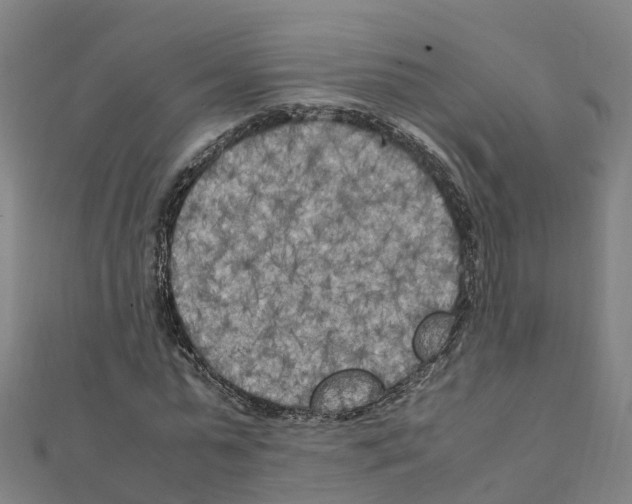 X0000111210775200908121131