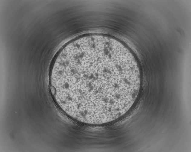 X0000111210837200908121130