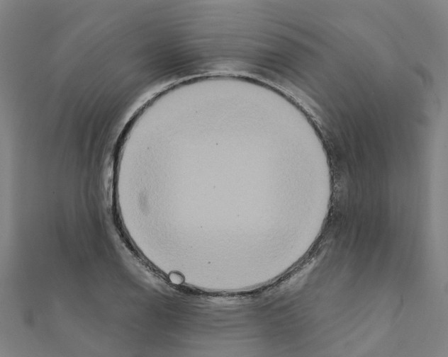 X0000111211126200908121126