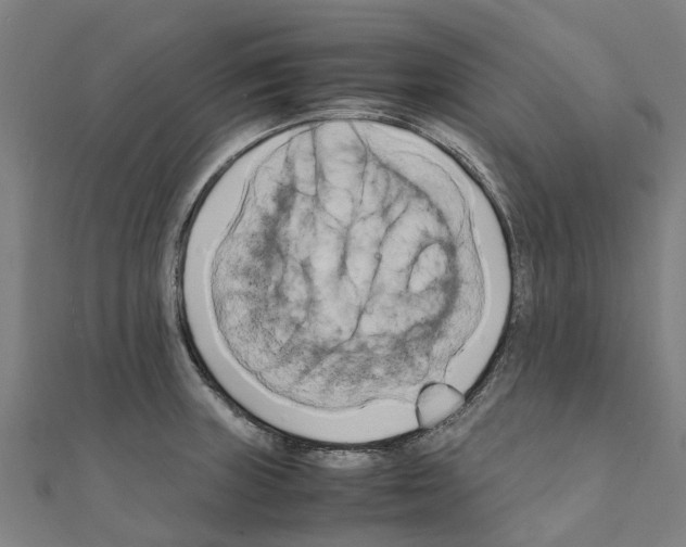 X0000111211235200908121125