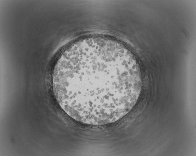 X0000111211255200908121124