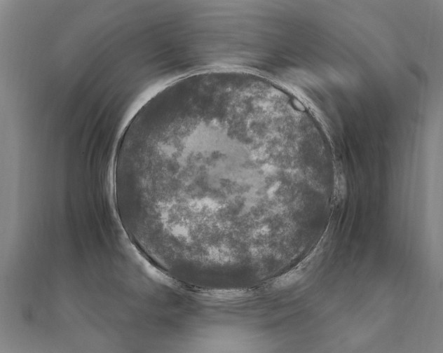 X0000111211294200908121124