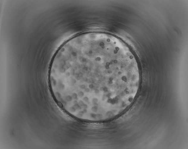 X0000111211333200908121124