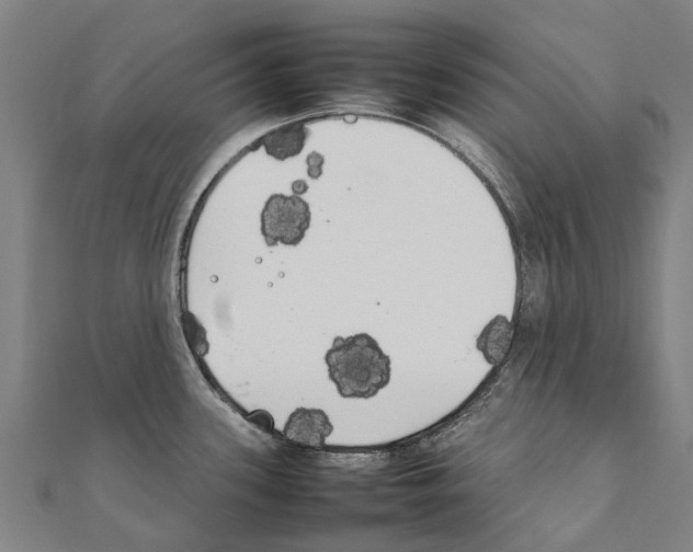 X0000111211339200908121124