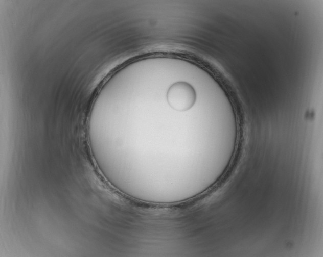 X0000111221025200907020955