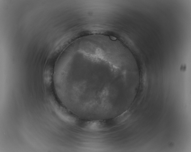 X0000111220074200907021345