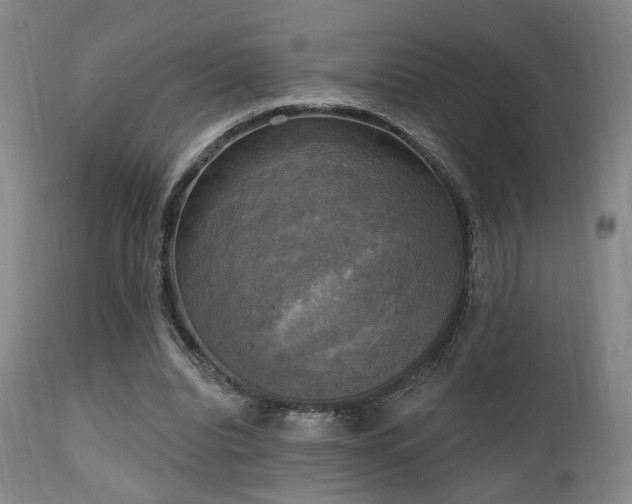 X0000111220440200907021339