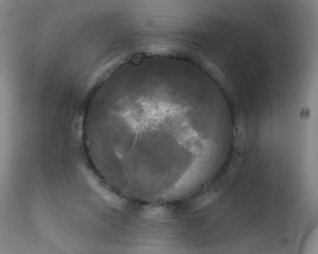 X0000111220454200907021339
