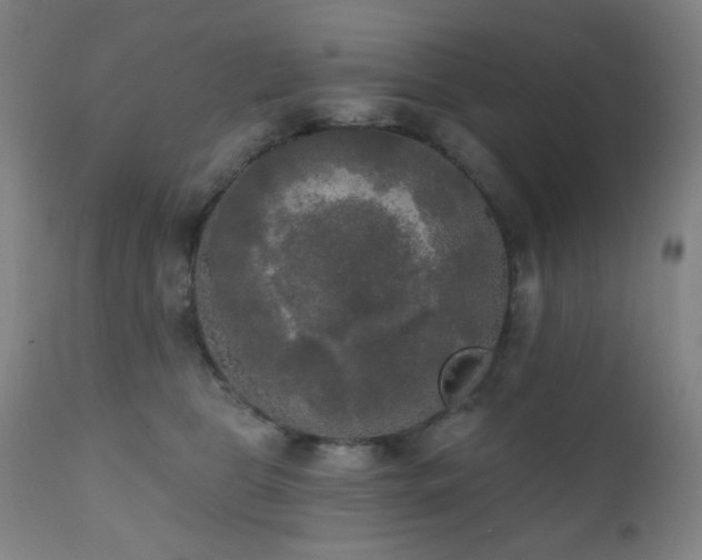 X0000111220469200907021339