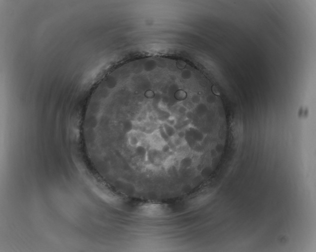 X0000111220499200907021338
