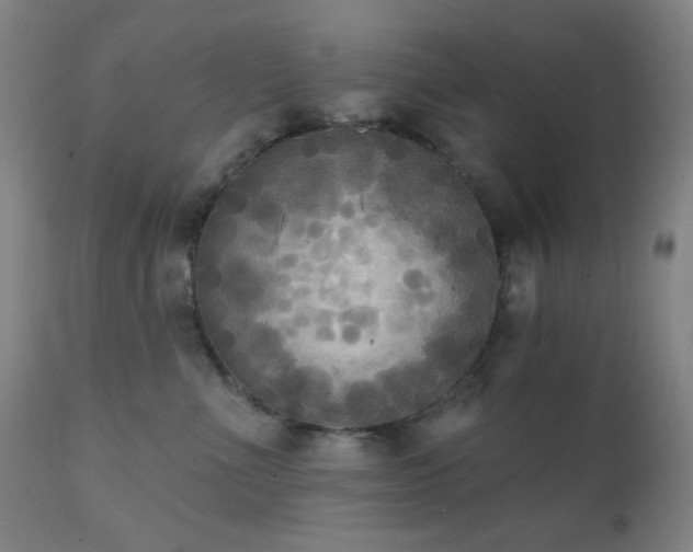 X0000111220523200907021338
