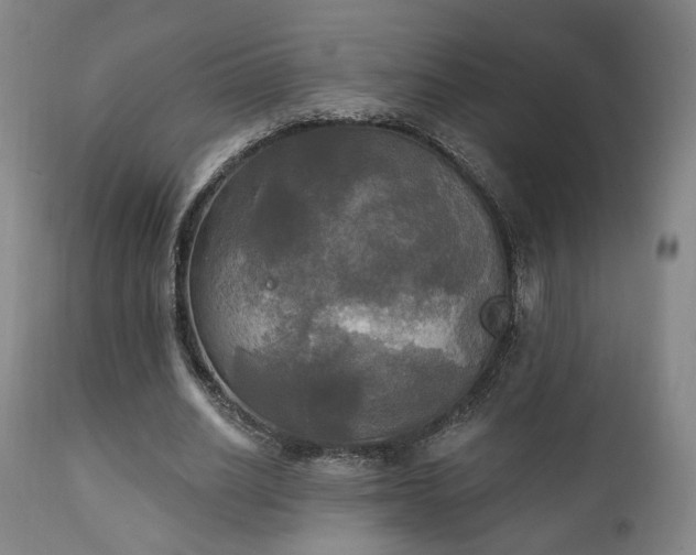 X0000111220630200907021335