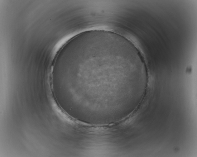 X0000111220952200907021331