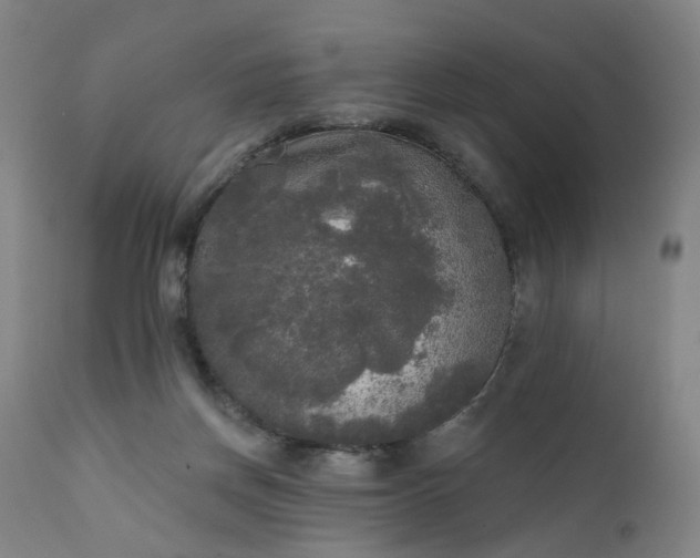 X0000111220166200907091321