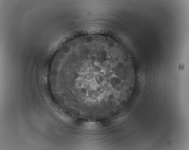 X0000111220499200907091316