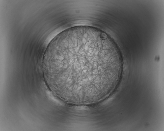 X0000111221129200907091305