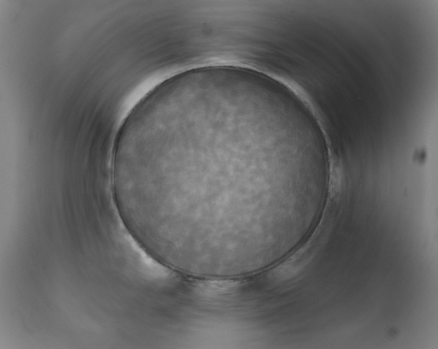 X0000111221294200907091302