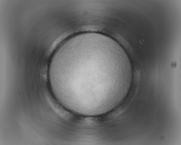 X0000111220064200907161302