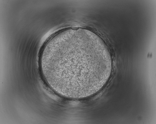 X0000111220246200907161259