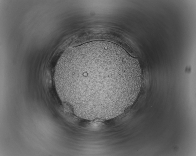 X0000111220333200907161258