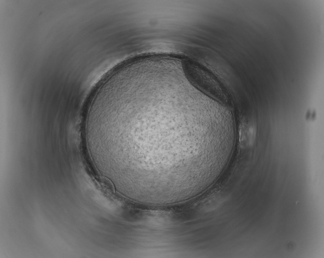 X0000111220436200907161255