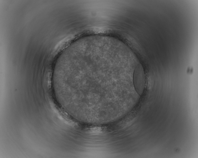 X0000111220740200907161251