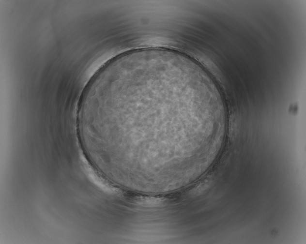 X0000111221039200907161246