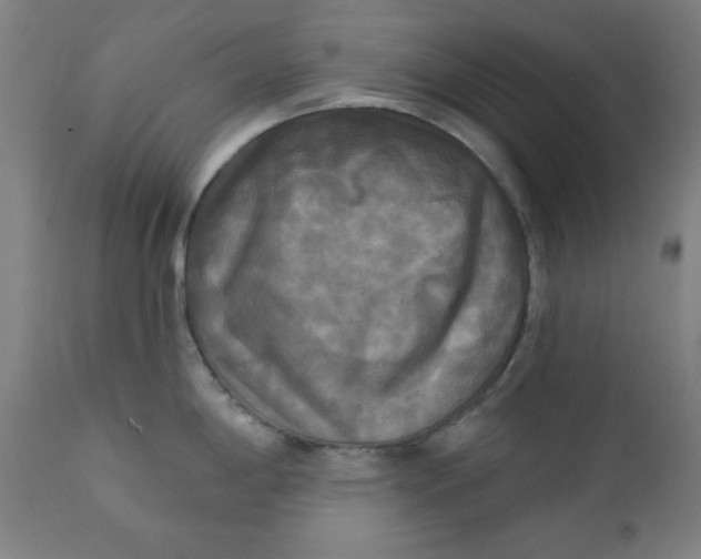 X0000111221198200907161244