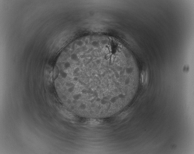 X0000111221251200907161243