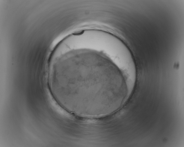 X0000111221522200907161239