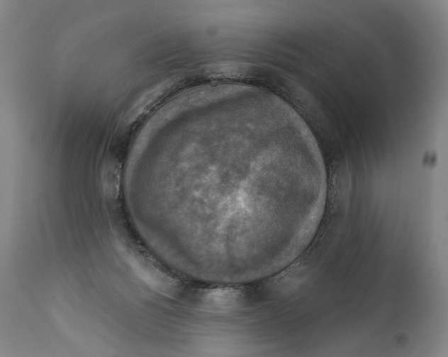 X0000111220168200907231449