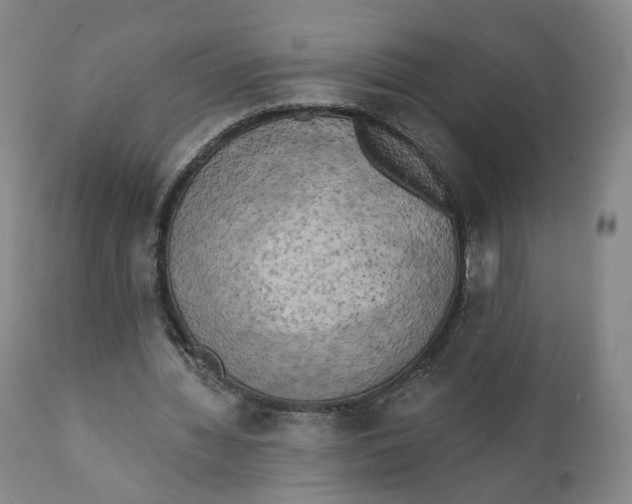 X0000111220436200907231444