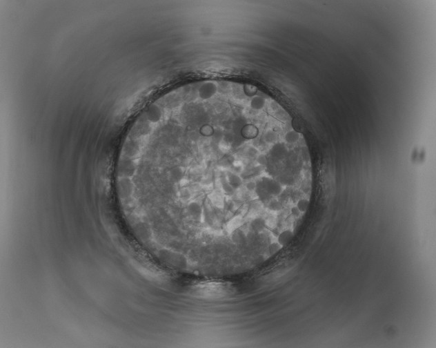 X0000111220499200907231444