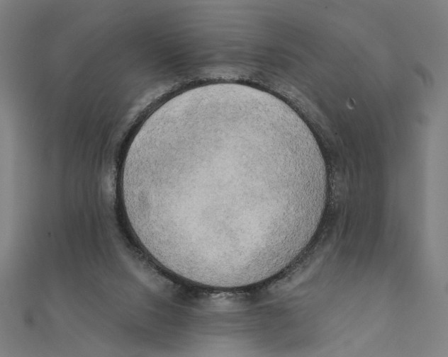 X0000111220064200907301234