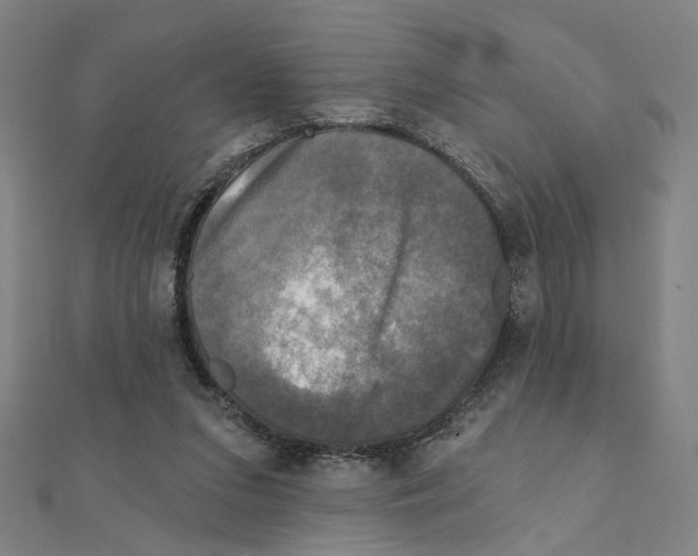 X0000111220207200907301232