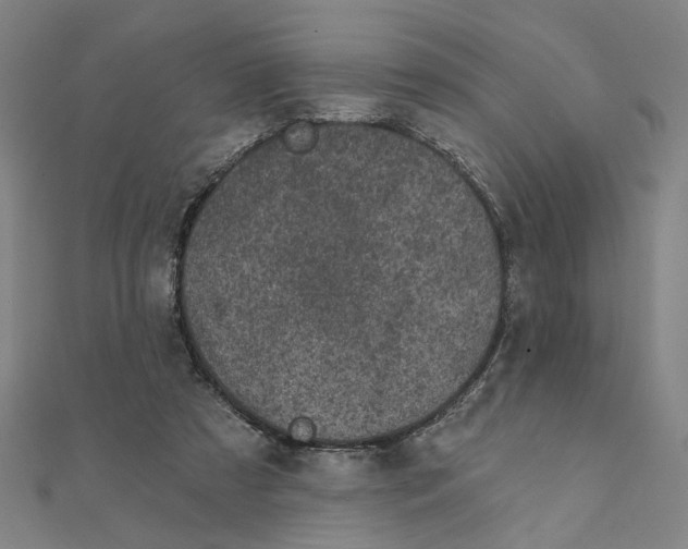 X0000111220305200907301231