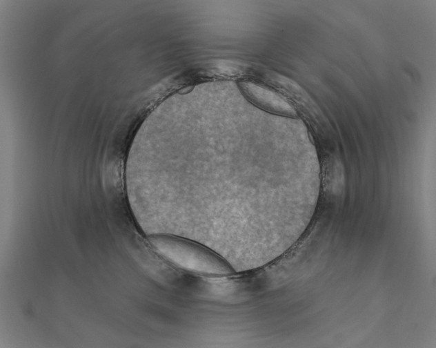 X0000111220425200907301229