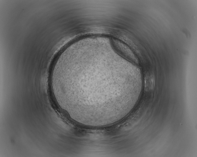 X0000111220436200907301229
