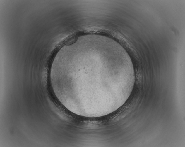 X0000111220448200907301229