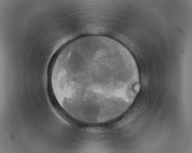 X0000111220630200907301226