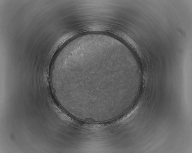 X0000111220930200907301222