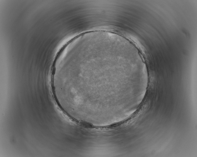 X0000111220952200907301222