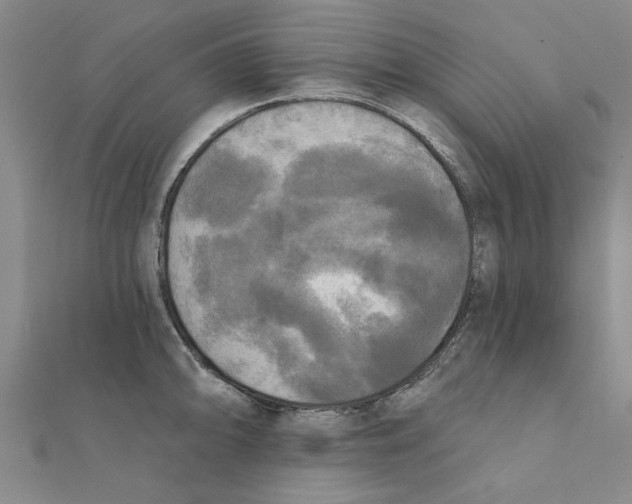 X0000111221094200907301220