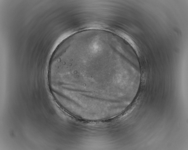 X0000111221146200907301220