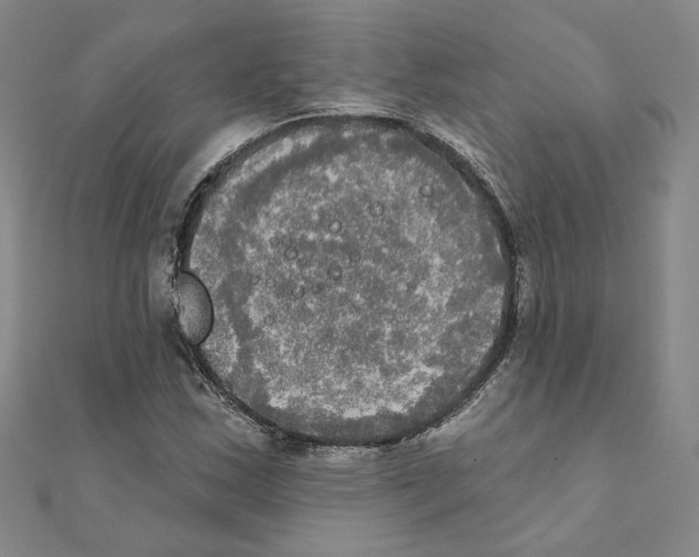 X0000111221163200907301219