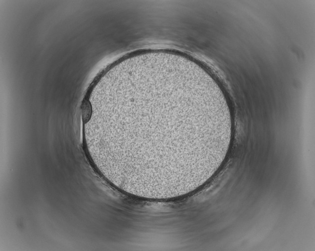 X0000111221175200907301219